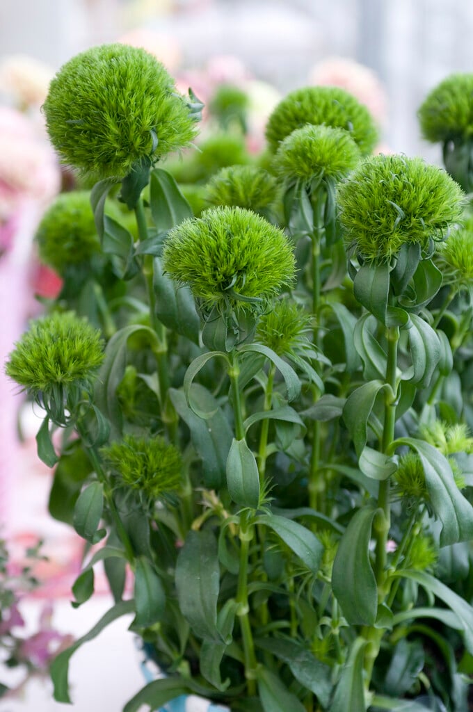 sweet william [Green Trick]