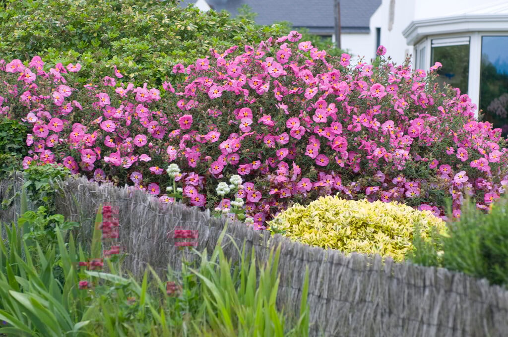 purple-flowered rock rose
