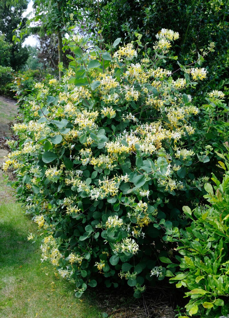Hall's Japanese honeysuckle