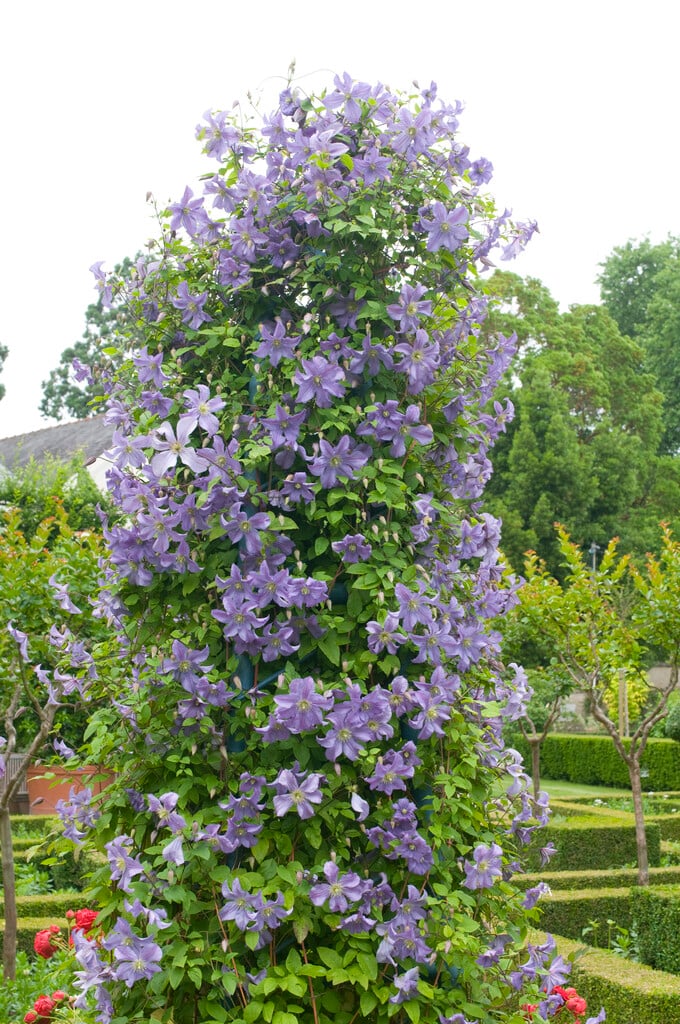 clematis 'Prince Charles'