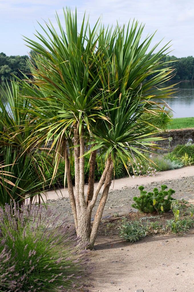 cabbage palm