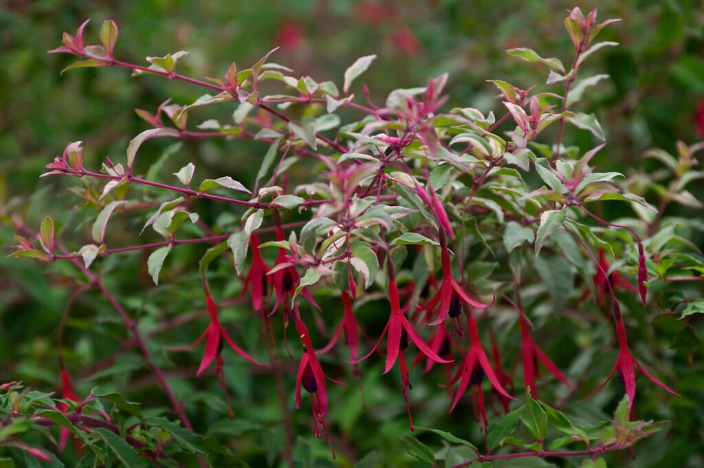fuchsia 'Versicolor'