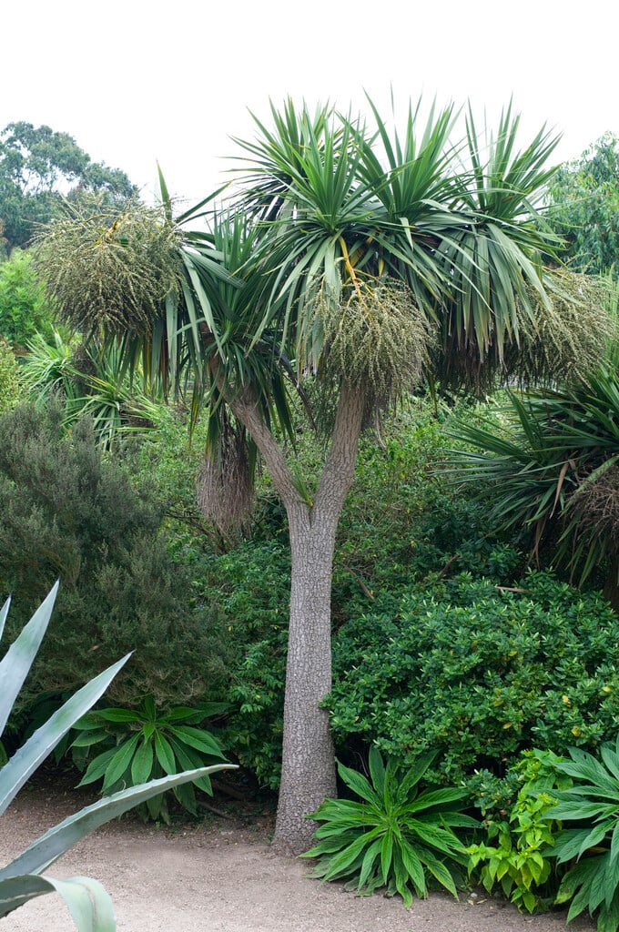 cabbage palm