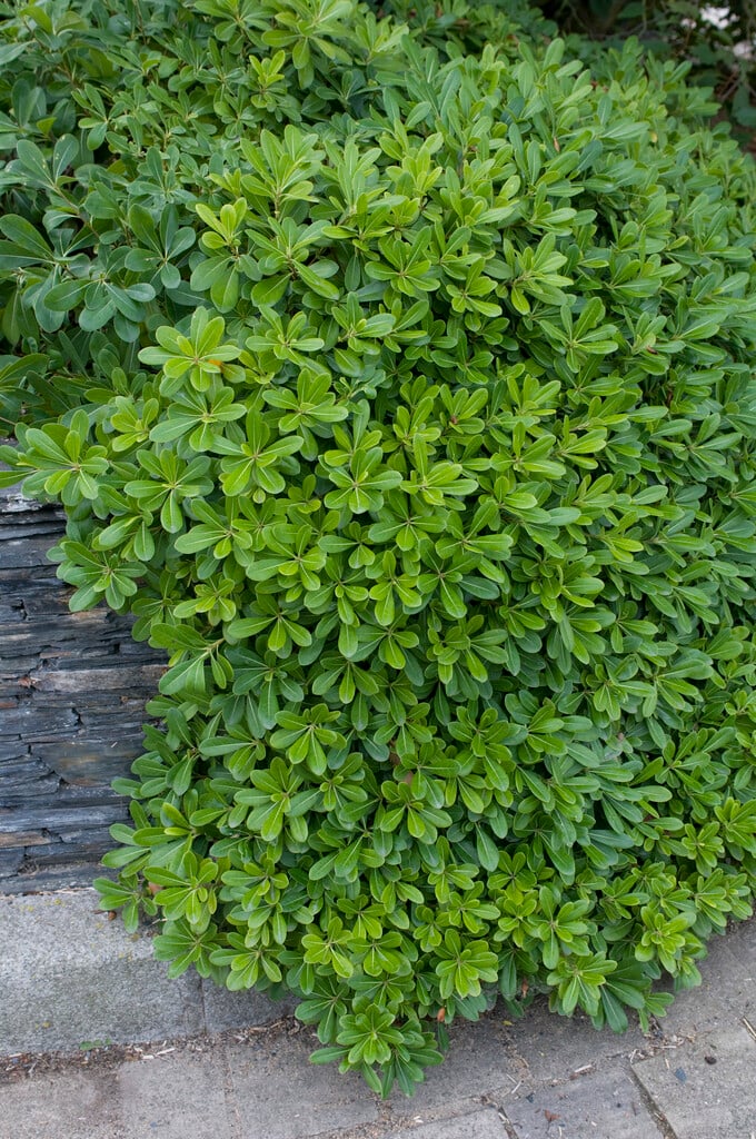 Japanese pittosporum 'Nanum'