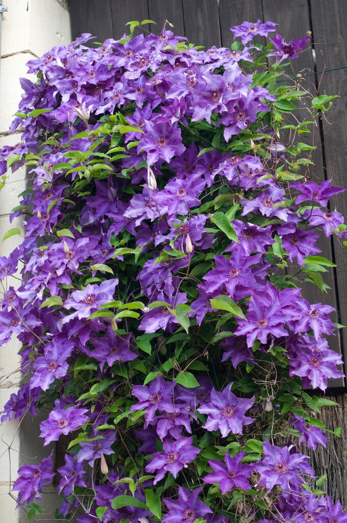 clematis 'The President'