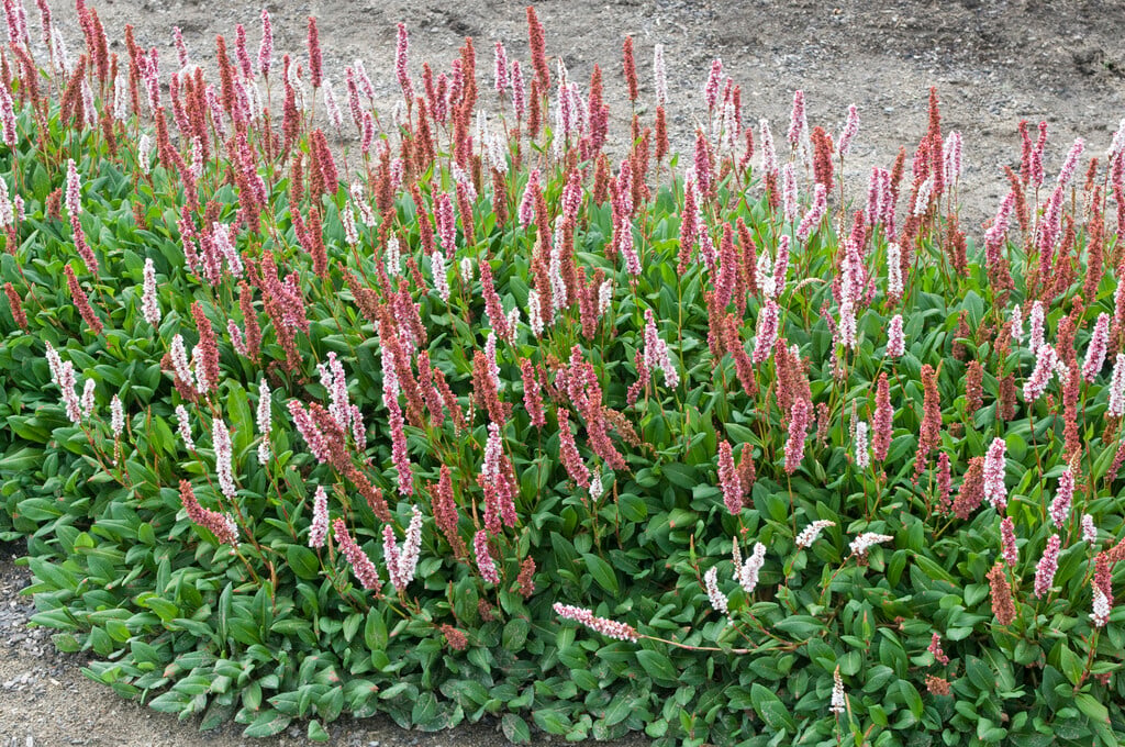 knotweed 'Darjeeling Red'
