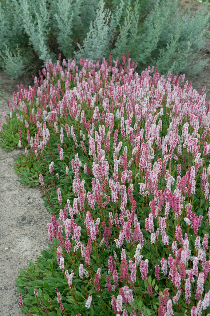knotweed 'Superba'