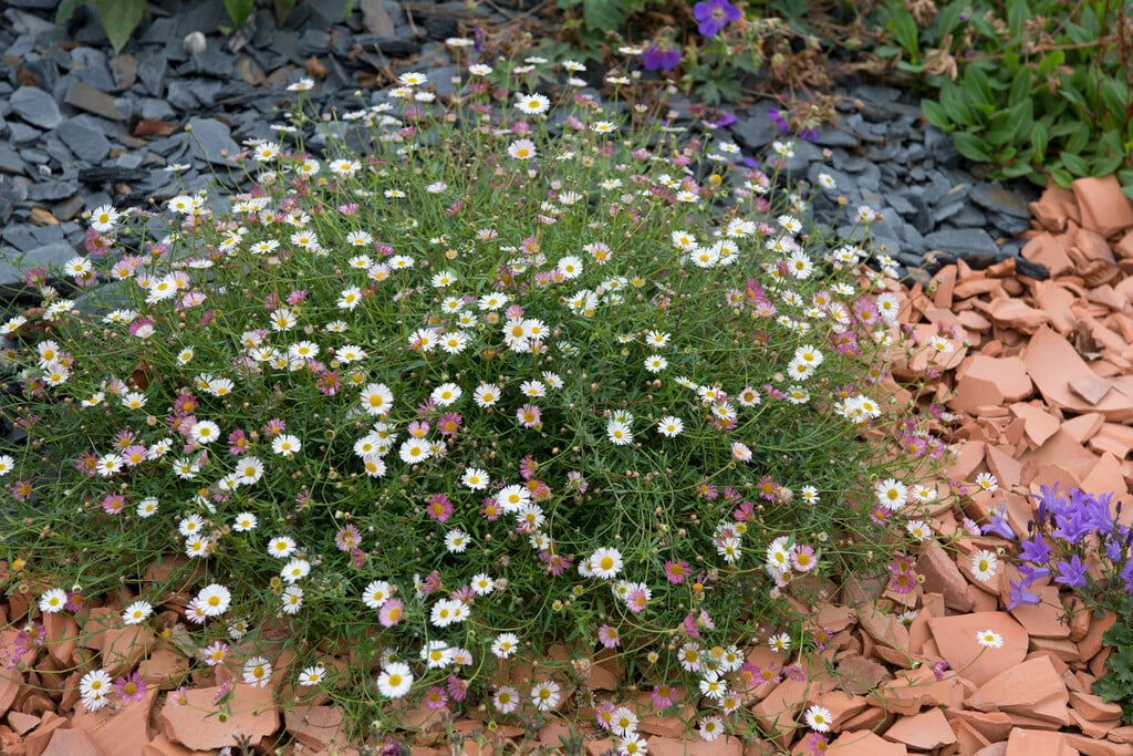 Mexican fleabane
