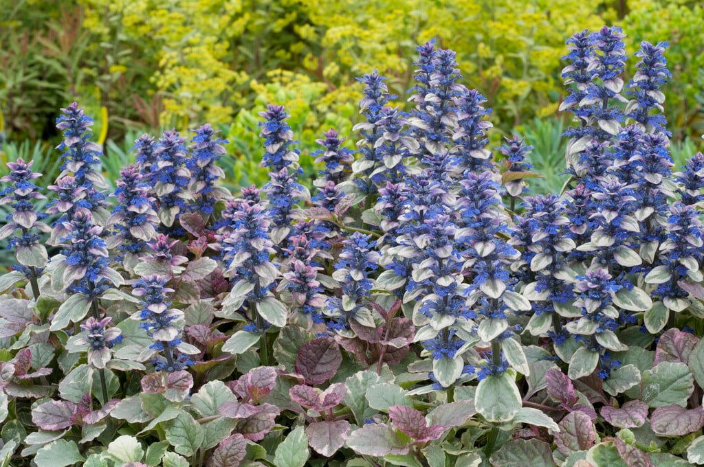 bugle 'Burgundy Glow'
