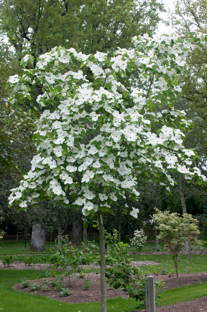 dogwood 'Eddie's White Wonder'