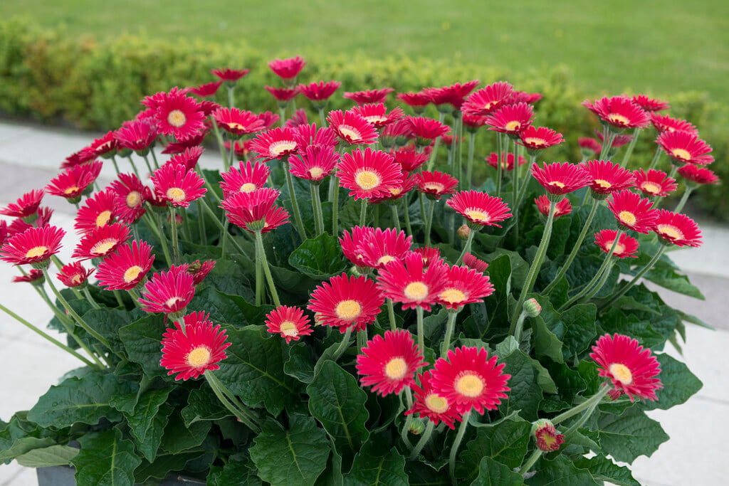 Plant image