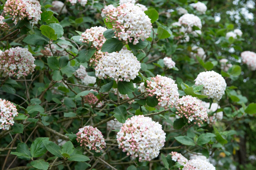 fragrant snowball