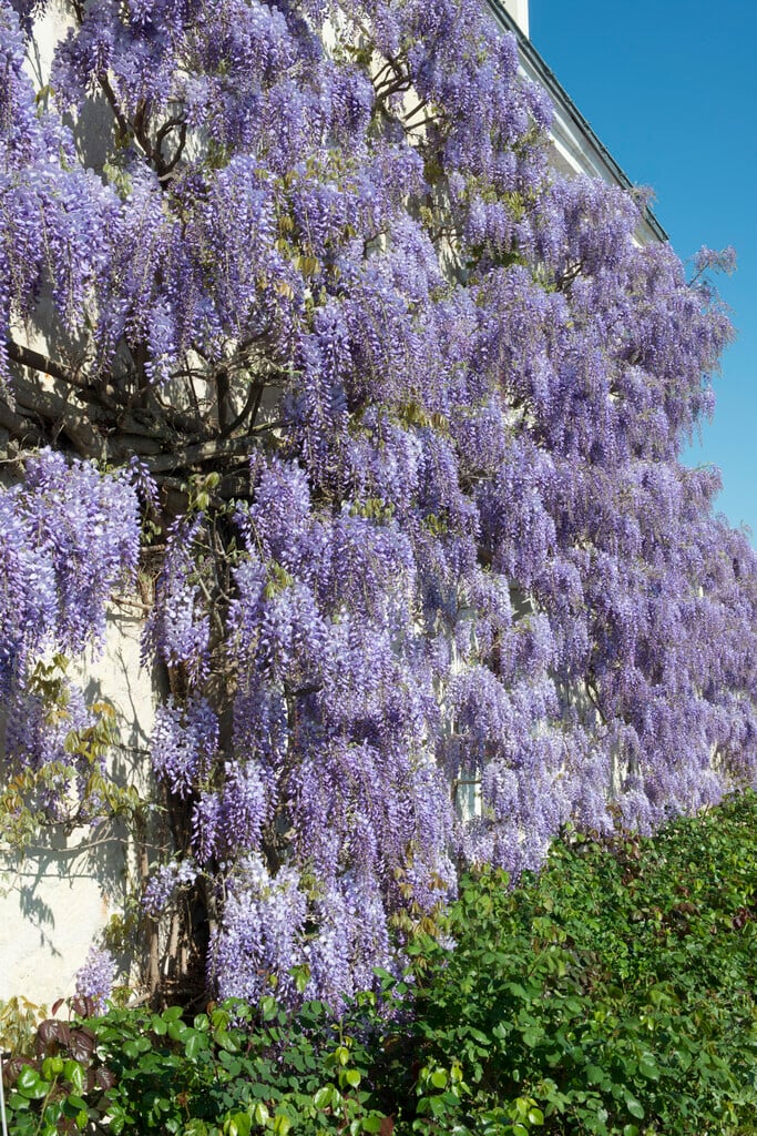 Chinese wisteria