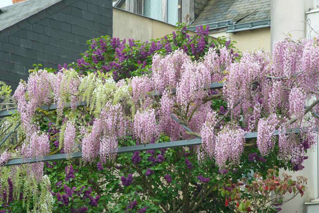 Japanese wisteria 'Honi-beni'