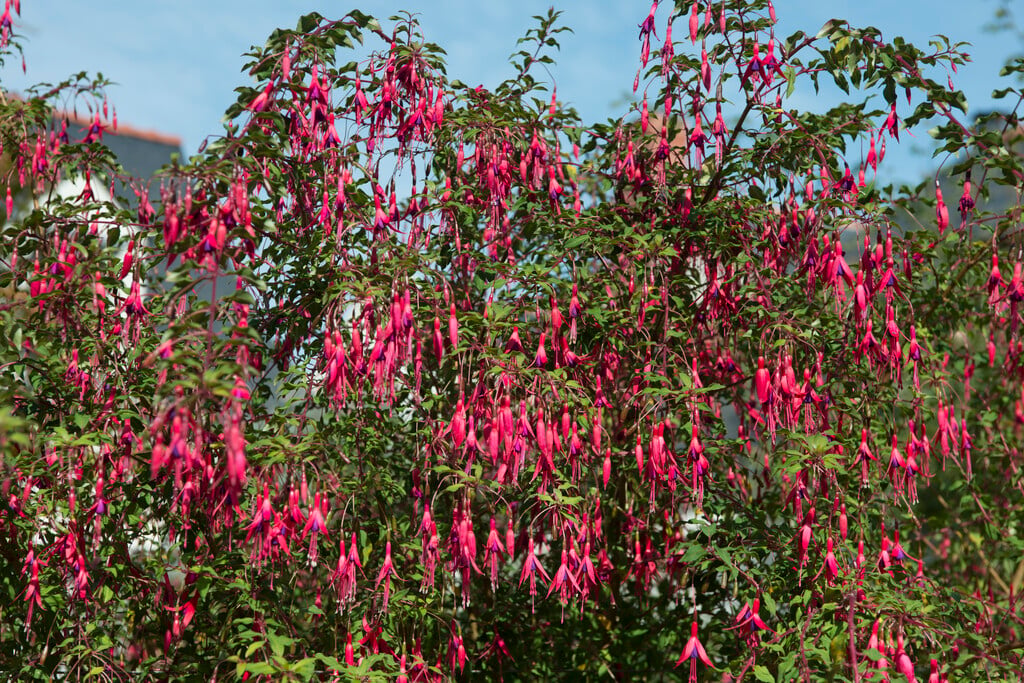 fuchsia 'Riccartonii'