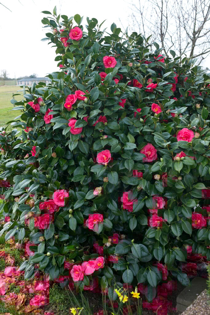 camellia 'Adolphe Audusson'