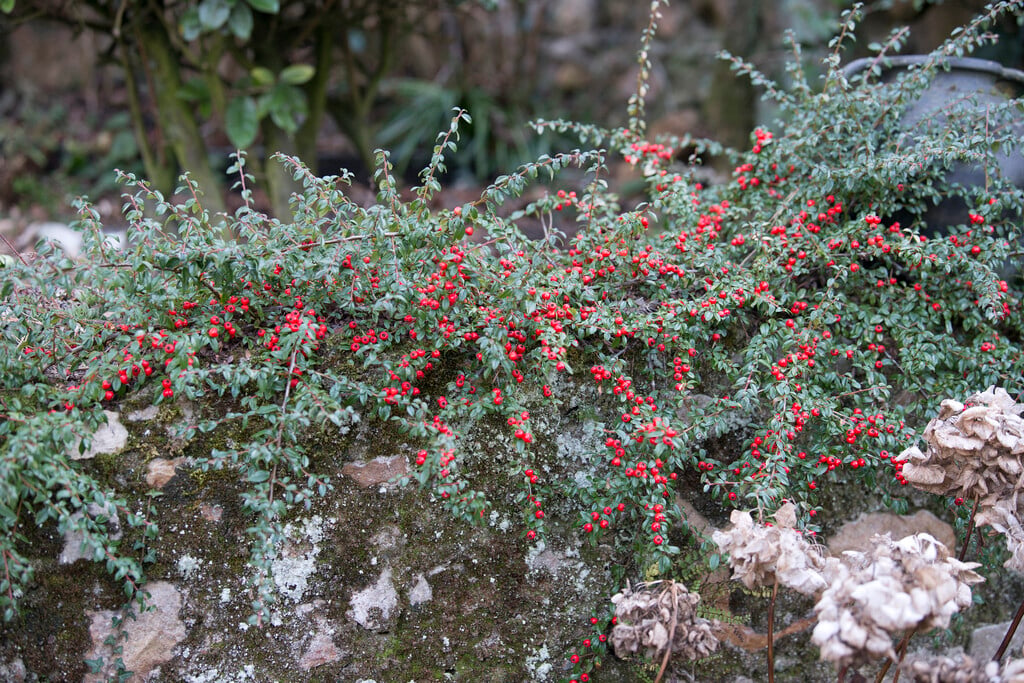 cotoneaster 'Coral Beauty'