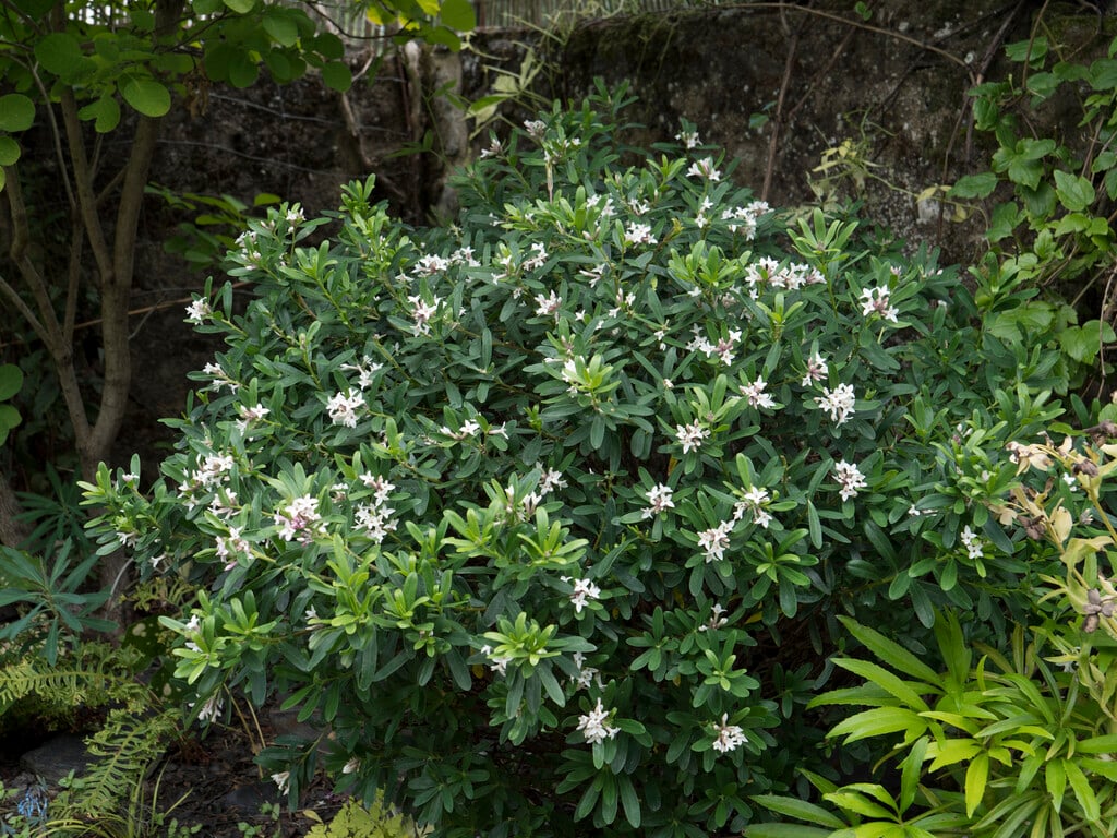 daphne [Eternal Fragrance]