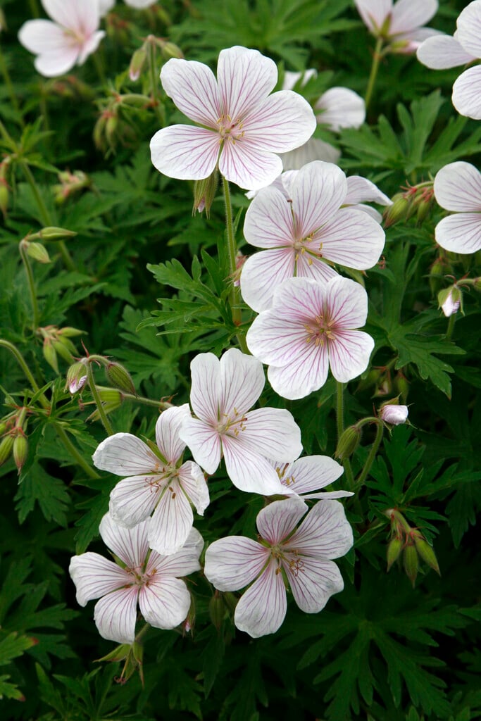 cranesbill 'Kashmir White'