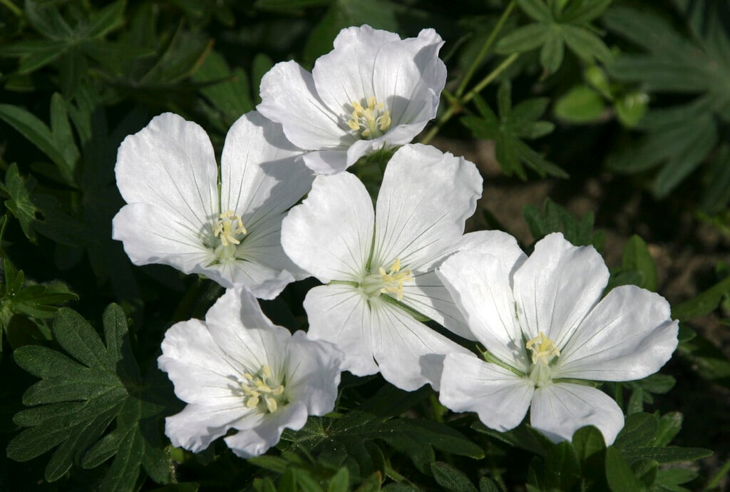 bloody cranesbill 'Album'