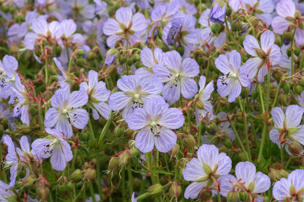 meadow cranesbill 'Mrs Kendall Clark'