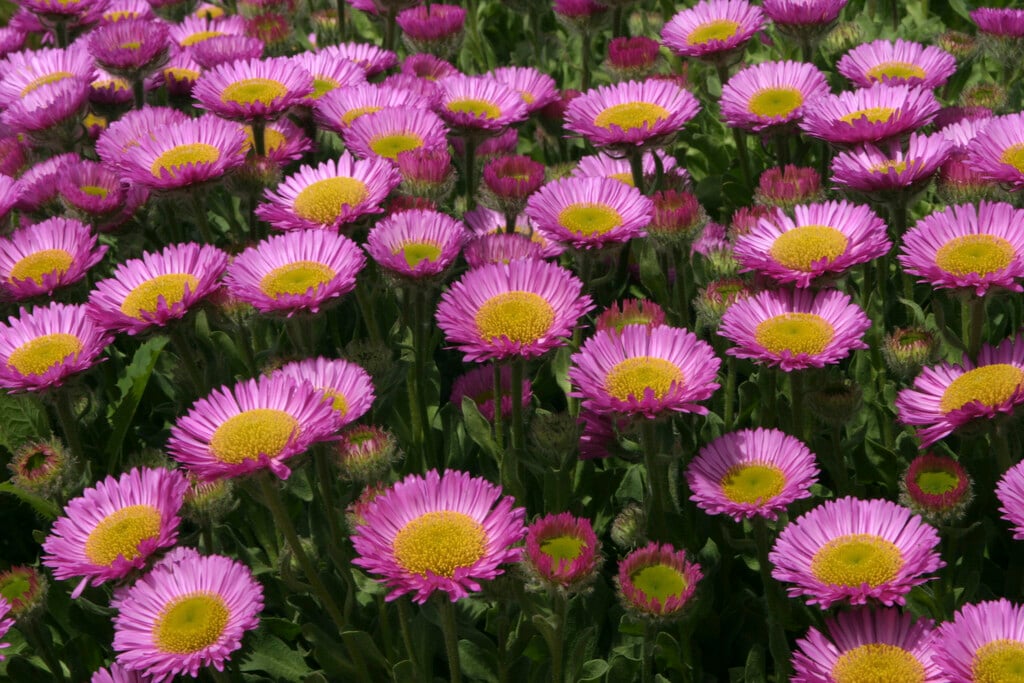 glaucous-leaved fleabane 'Sea Breeze'