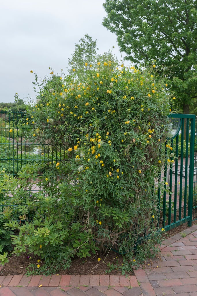 clematis 'Bill MacKenzie'