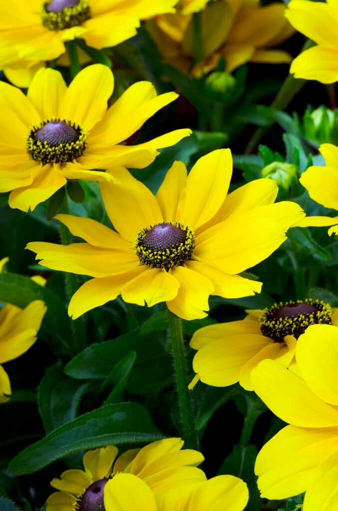black-eyed Susan 'Toto'