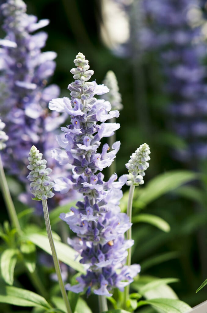 mealy sage 'Cathedral Sky Blue'
