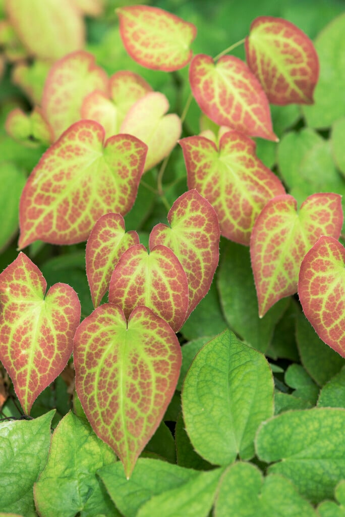 hybrid red barrenwort