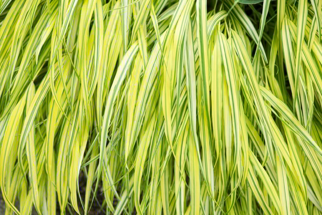 golden Japanese forest grass