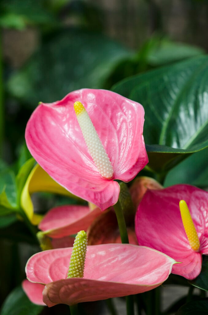 flamingo flower