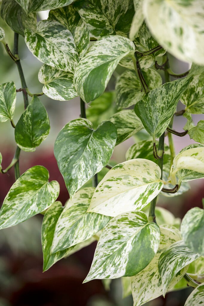 money plant 'Marble Queen'