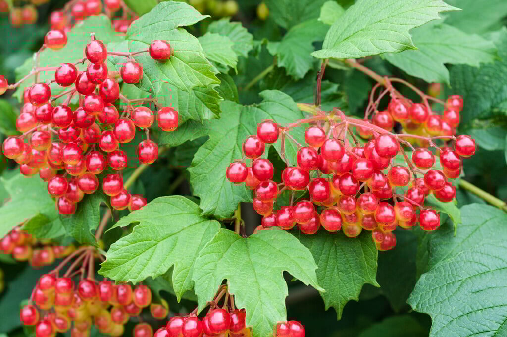 compact guelder rose