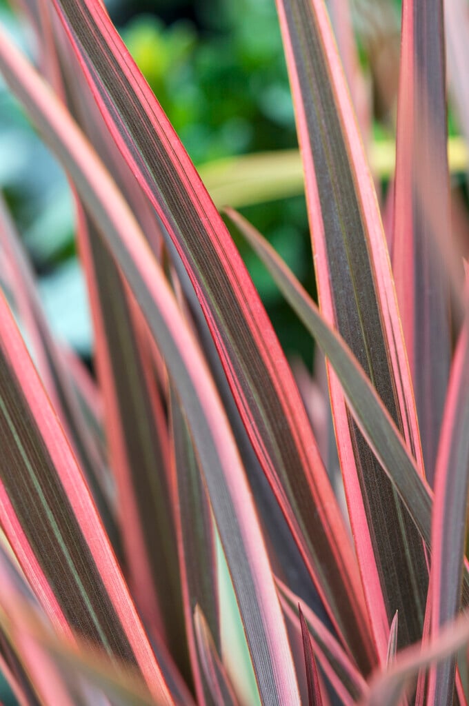 flax lily 'Sundowner'
