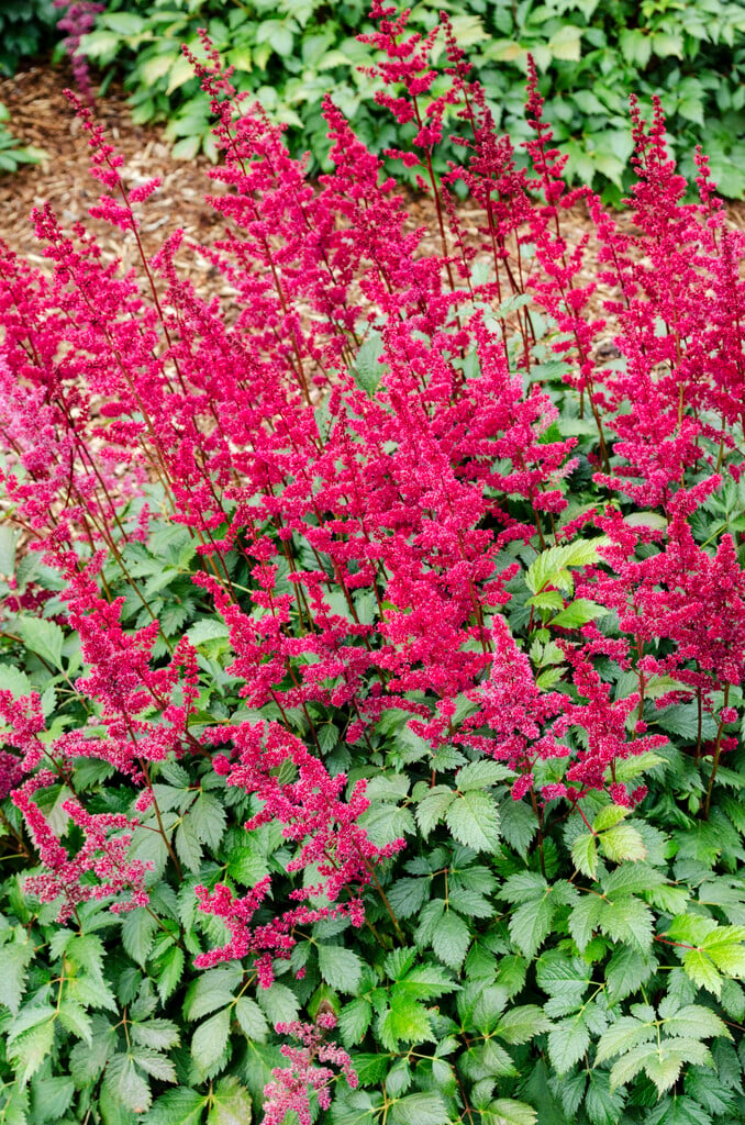 astilbe 'Fanal'