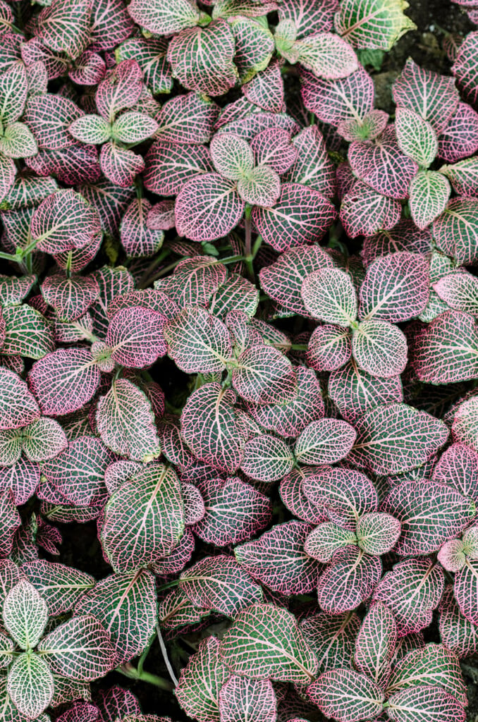 mosaic plant