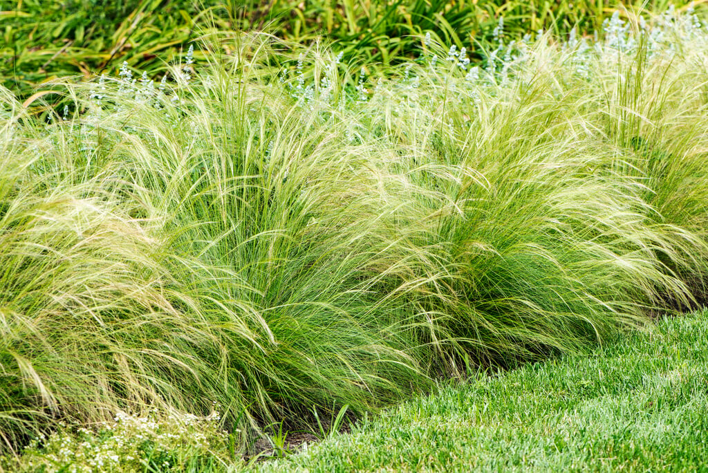 Mexican feather grass