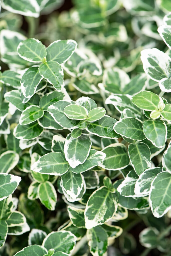 spindle 'Emerald Gaiety'