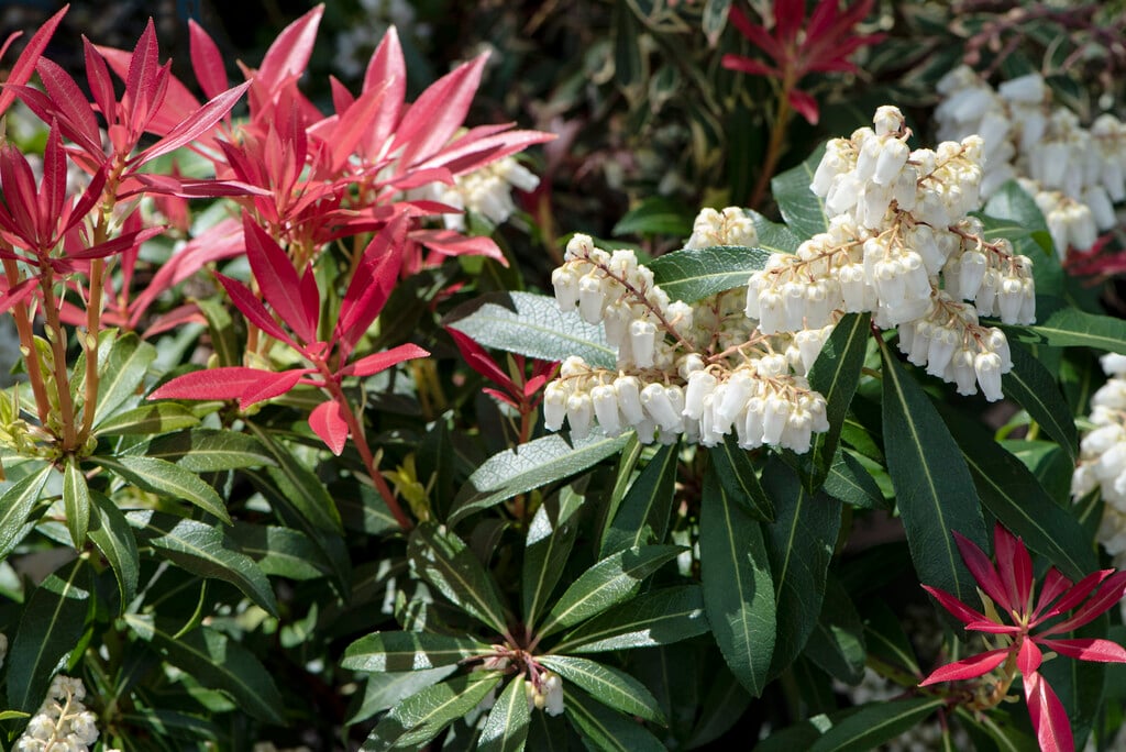 pieris 'Mountain Fire'
