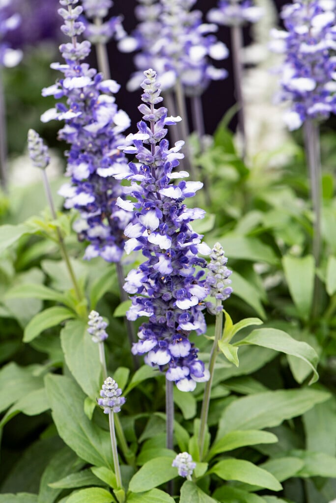 mealy sage 'Farina Arctic Blue'