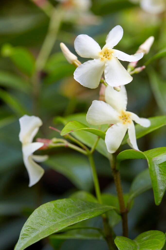 Asiatic jasmine