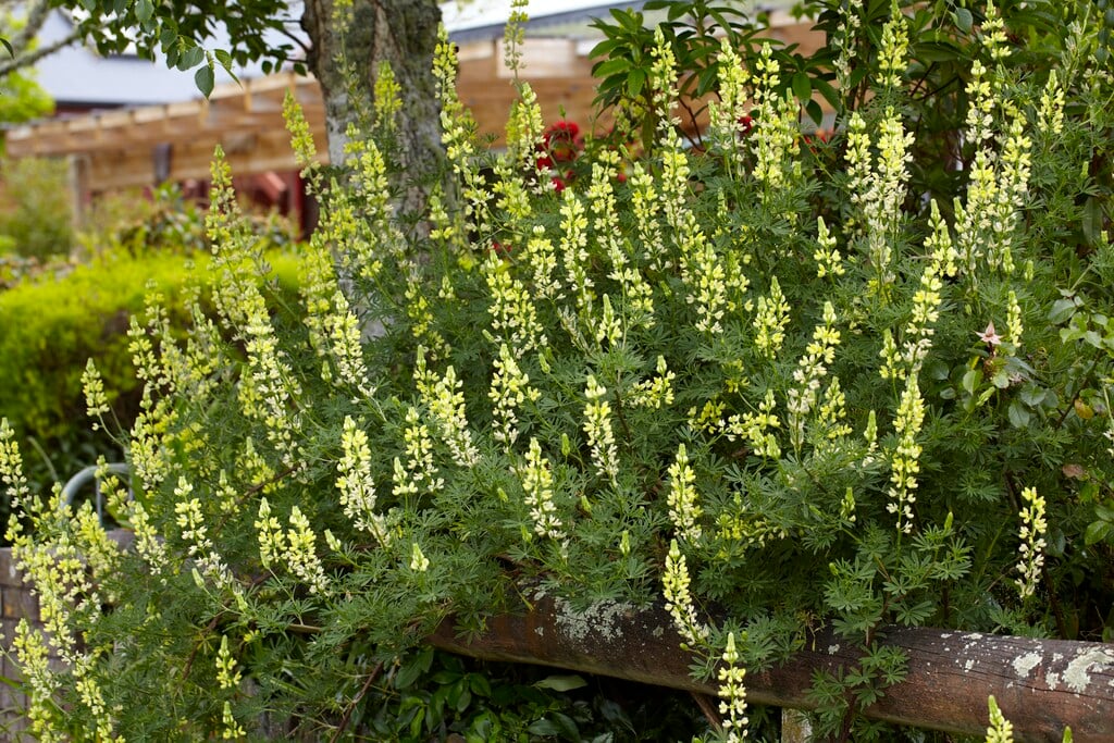 tree lupin