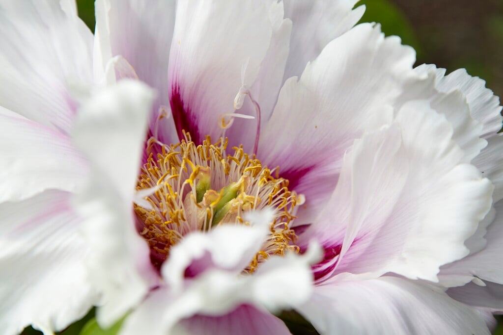 Rock's tree peony