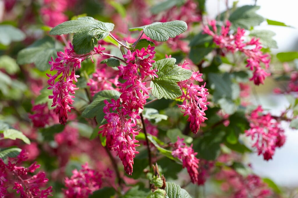 flowering currant 'Pulborough Scarlet'