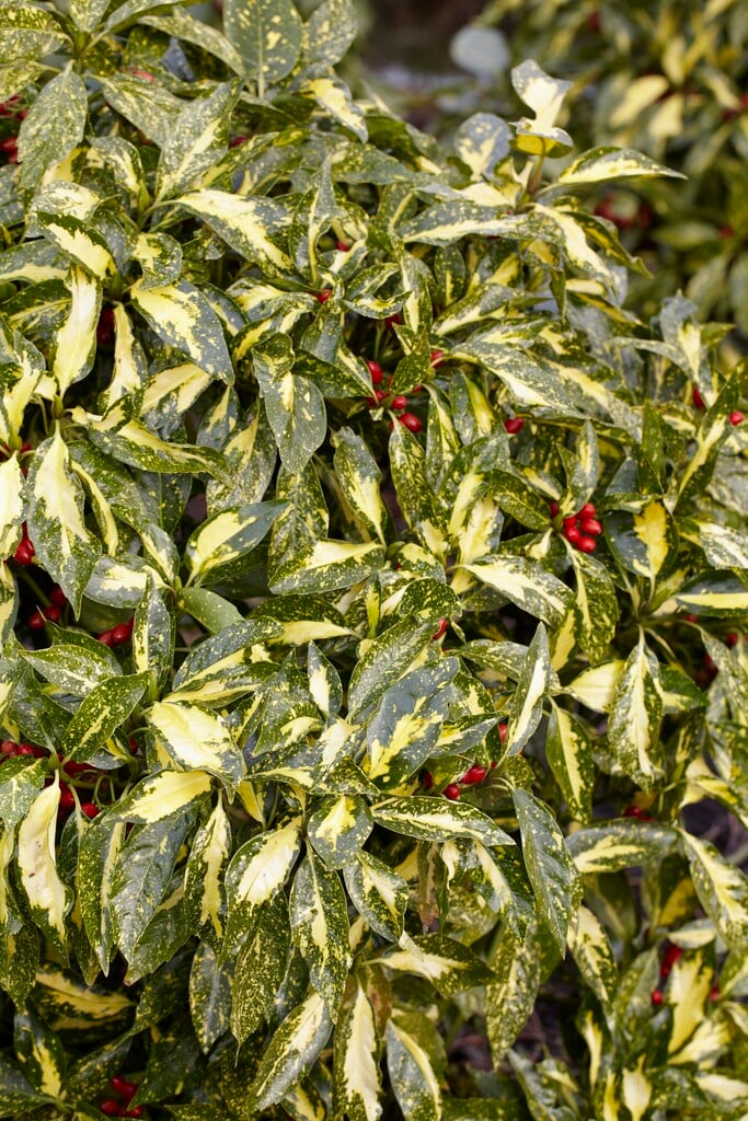 Japanese laurel 'Picturata'