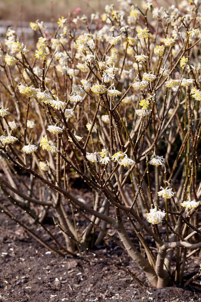 paperbush 'Winter Liebe'