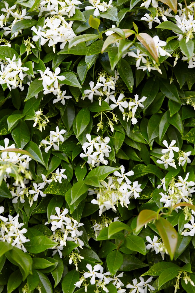star jasmine