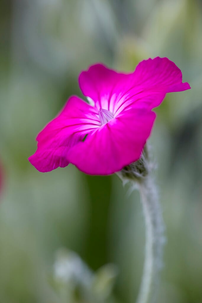 rose campion