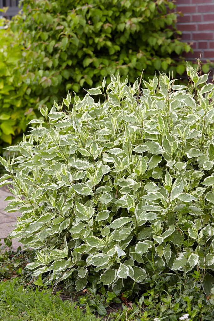 red-barked dogwood 'Elegantissima'